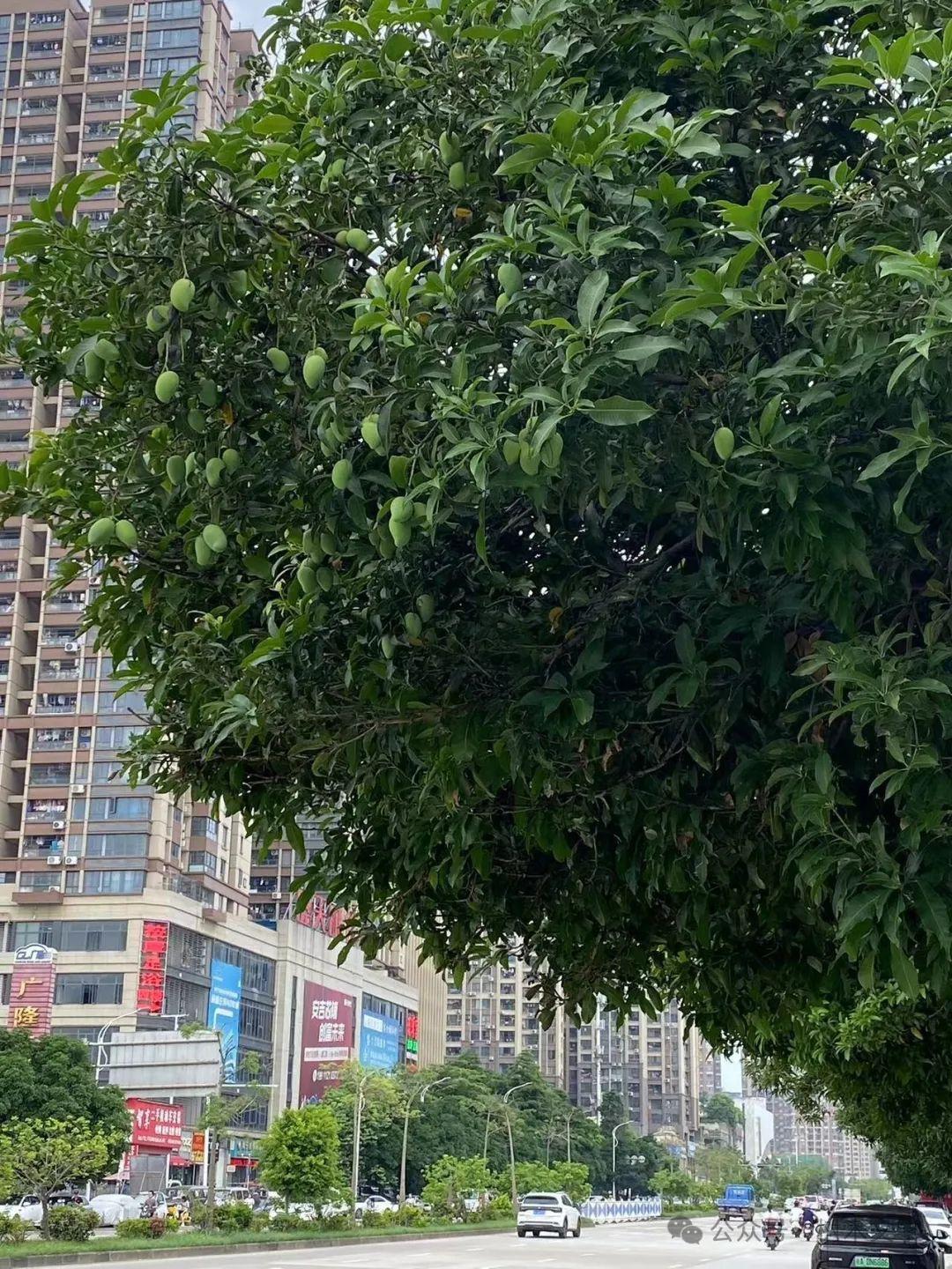 广州用量最大的十种行道树 - 知乎