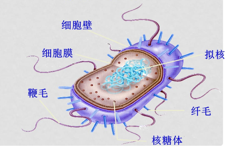 原核细胞型微生物细胞核分化程度低,仅有原始核质,没有核膜与核仁