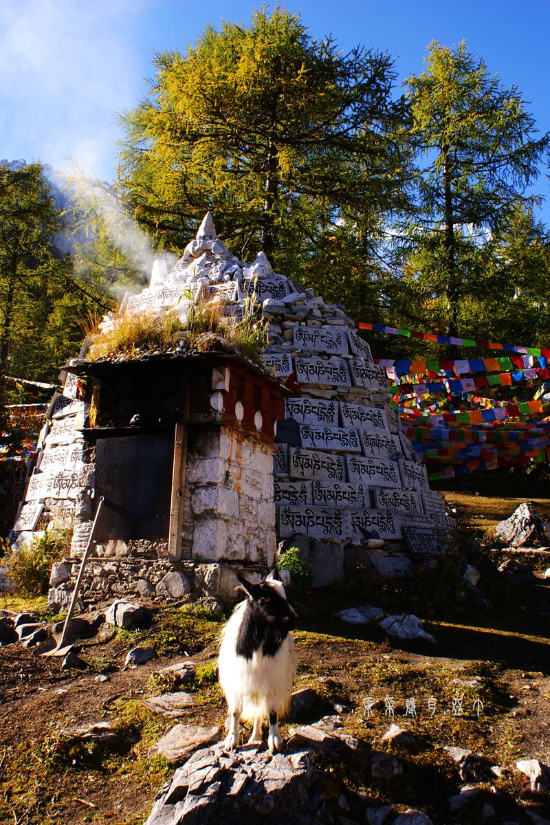 初遇仙乃日扎灌崩冲古寺与羊