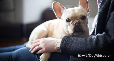 狗为啥总是抱腿 v2-9869eeef6aa61069f7e3378684ff340d_r.jpg