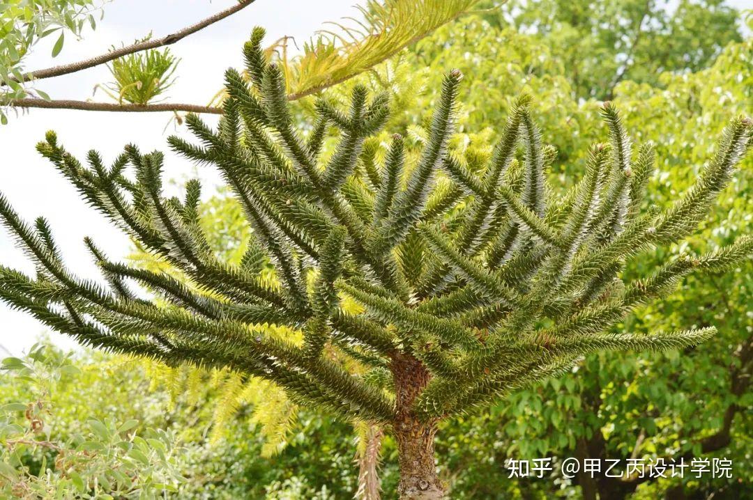 分享|南方常见园林植物合集 - 知乎