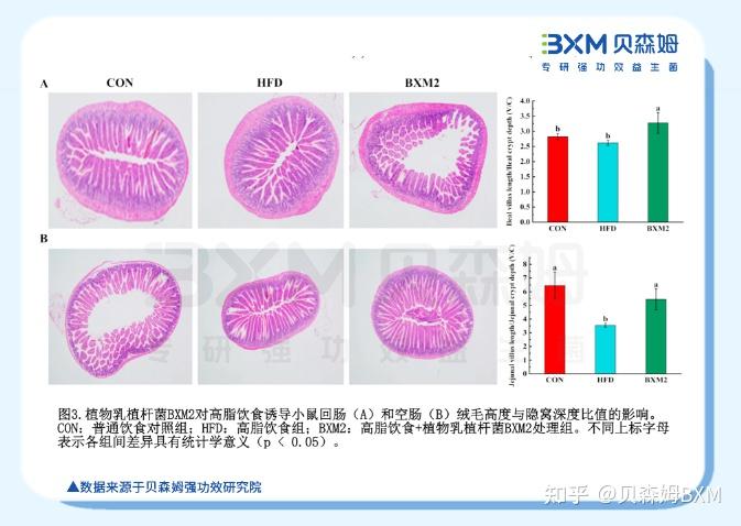 强功效·成果|植物乳植杆菌BXM2：调节肠道健康，体重管理全新解决方案 - 知乎