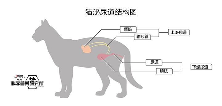 怎样应对猫咪的一生之敌下泌尿道综合征flutd