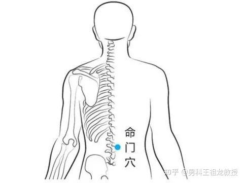 壮阳的准确位置图片图片