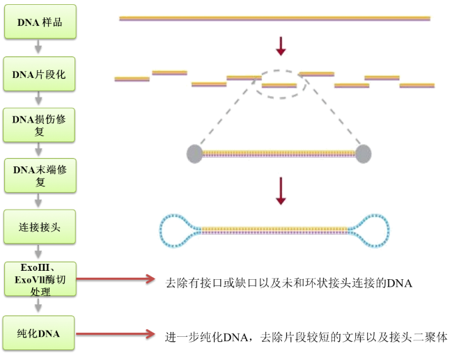 第三代测序的介绍 - 知乎