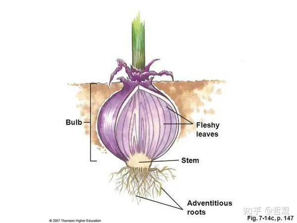 【植物学笔记】植物的适应性 - 知乎