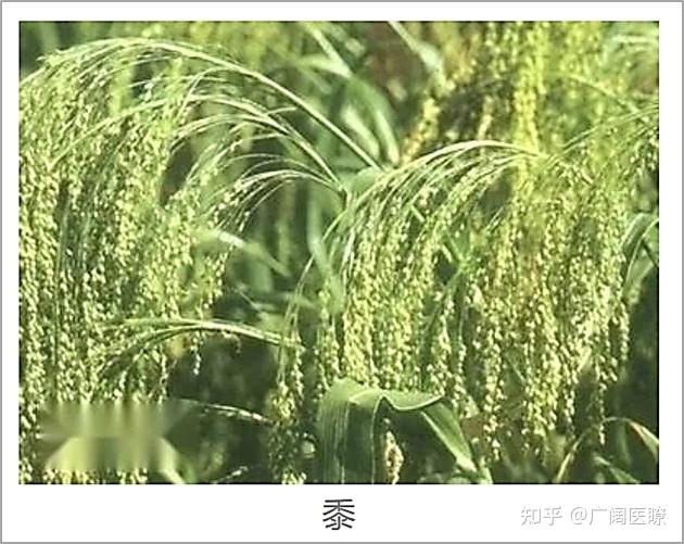稷、黍,粟,究竟指什么? - 知乎