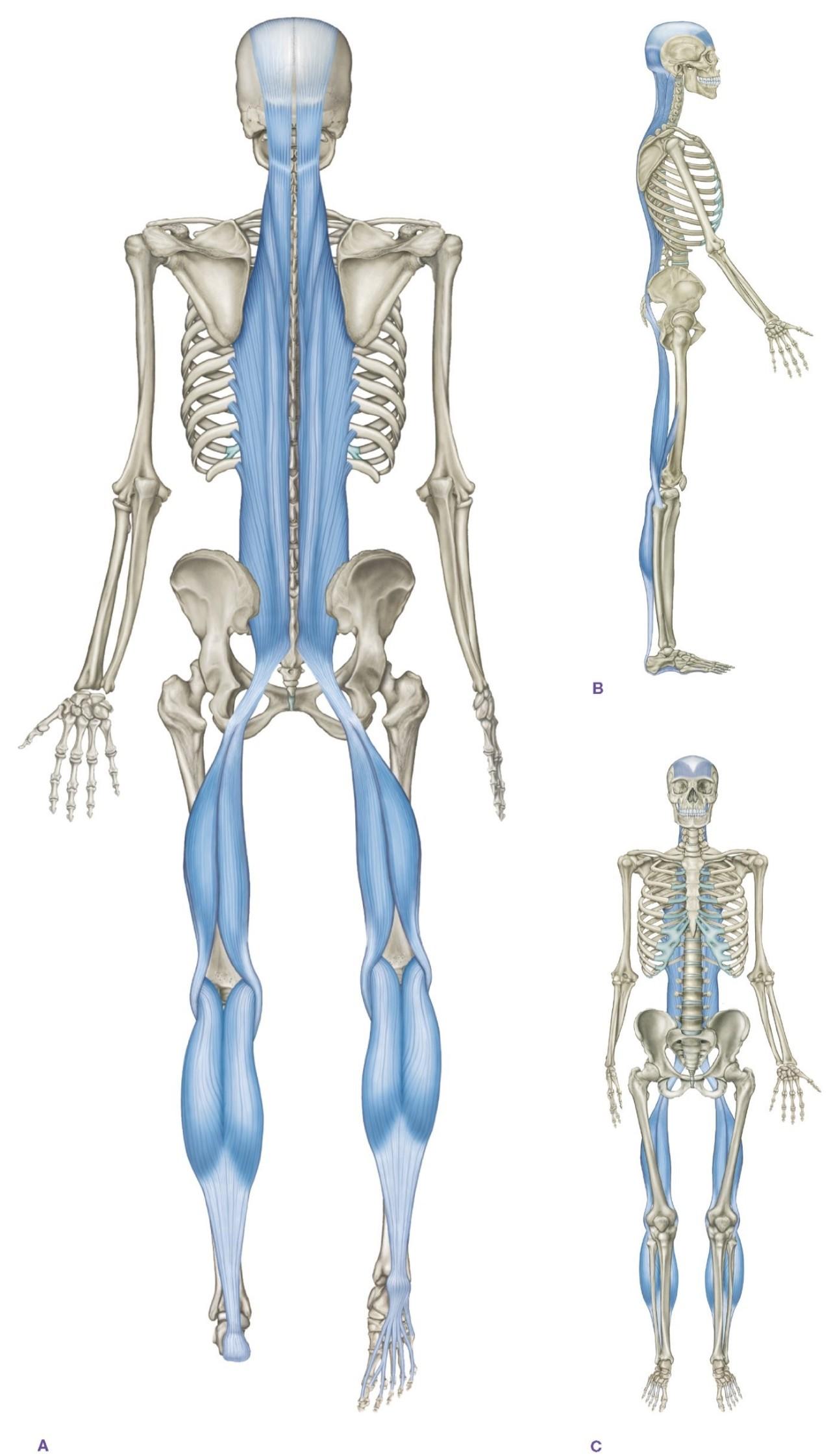 关于腰痛患者后表线肌肉激活程度的研究