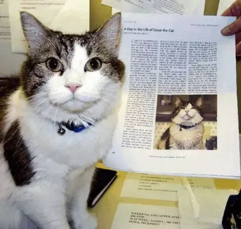 猫有通灵之眼 这是我看过最完整的解释 知乎