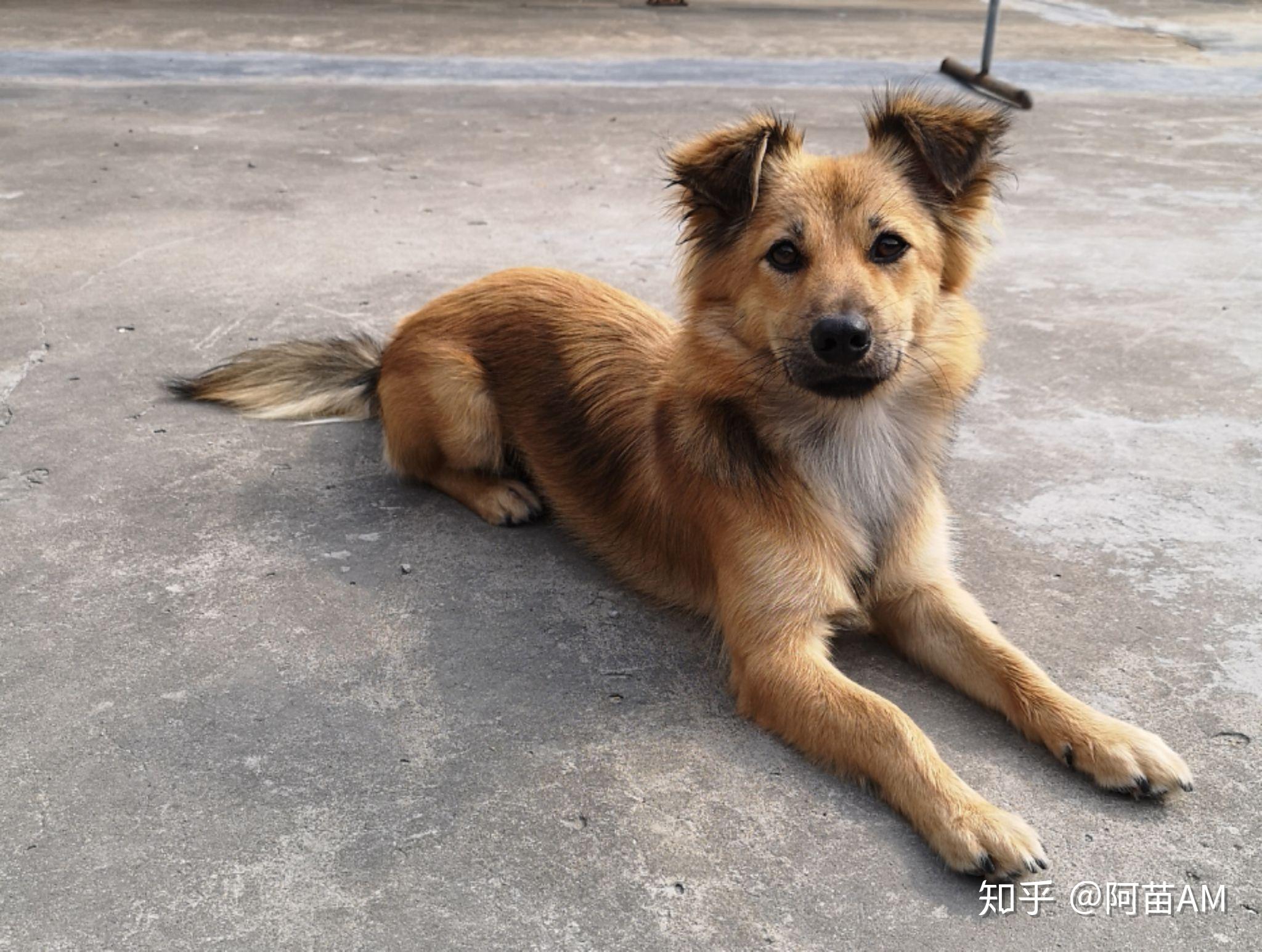 中华田园犬为什么在没有训过的前提下,知道看家? - 知乎