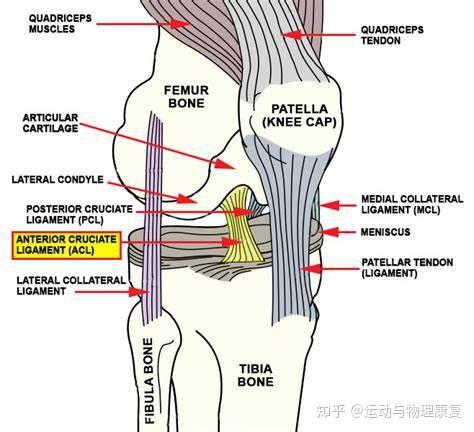 前交叉韧带重建手术后多久可以正常行走和生活 知乎