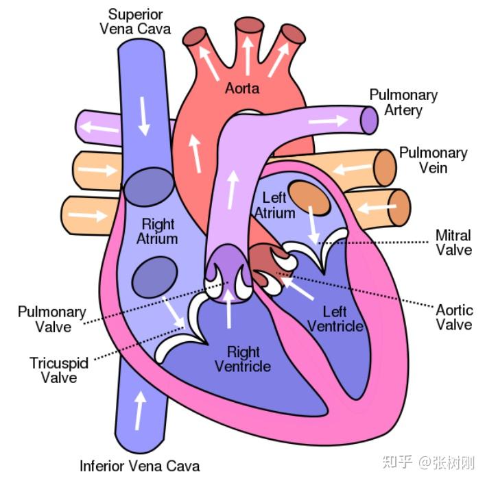 心臟解剖結構初級術語詞彙記憶