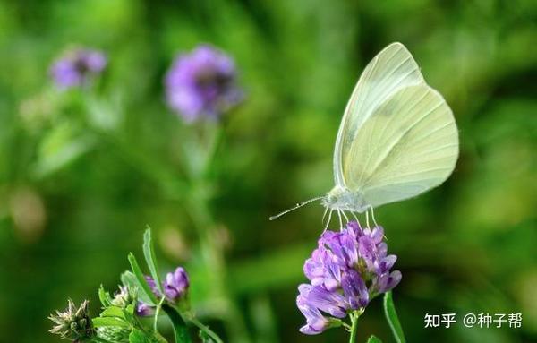 都说紫花苜蓿饲养价值高 黄花苜蓿饲养效果如何呢 两者区别介绍 知乎