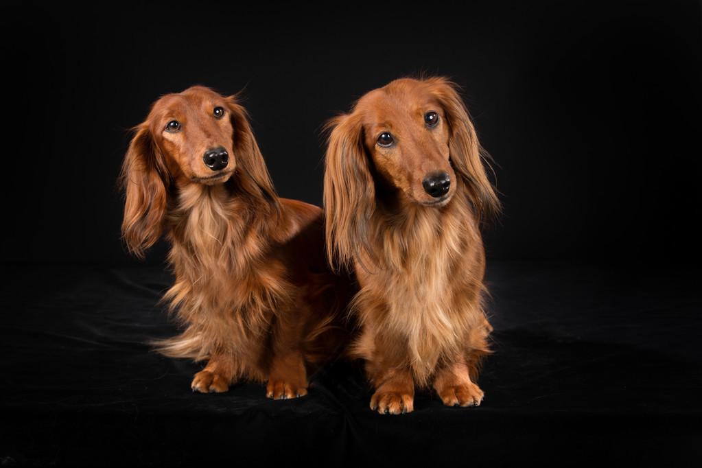 德国国犬自带喜感的猎獾huan小能手腊肠犬