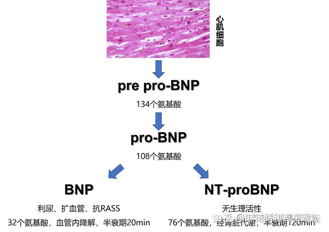 BNP与NT-proBNP的那些事 - 知乎