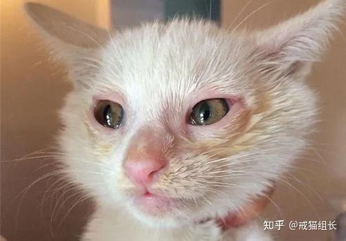 猫鼻支的早期症状图片