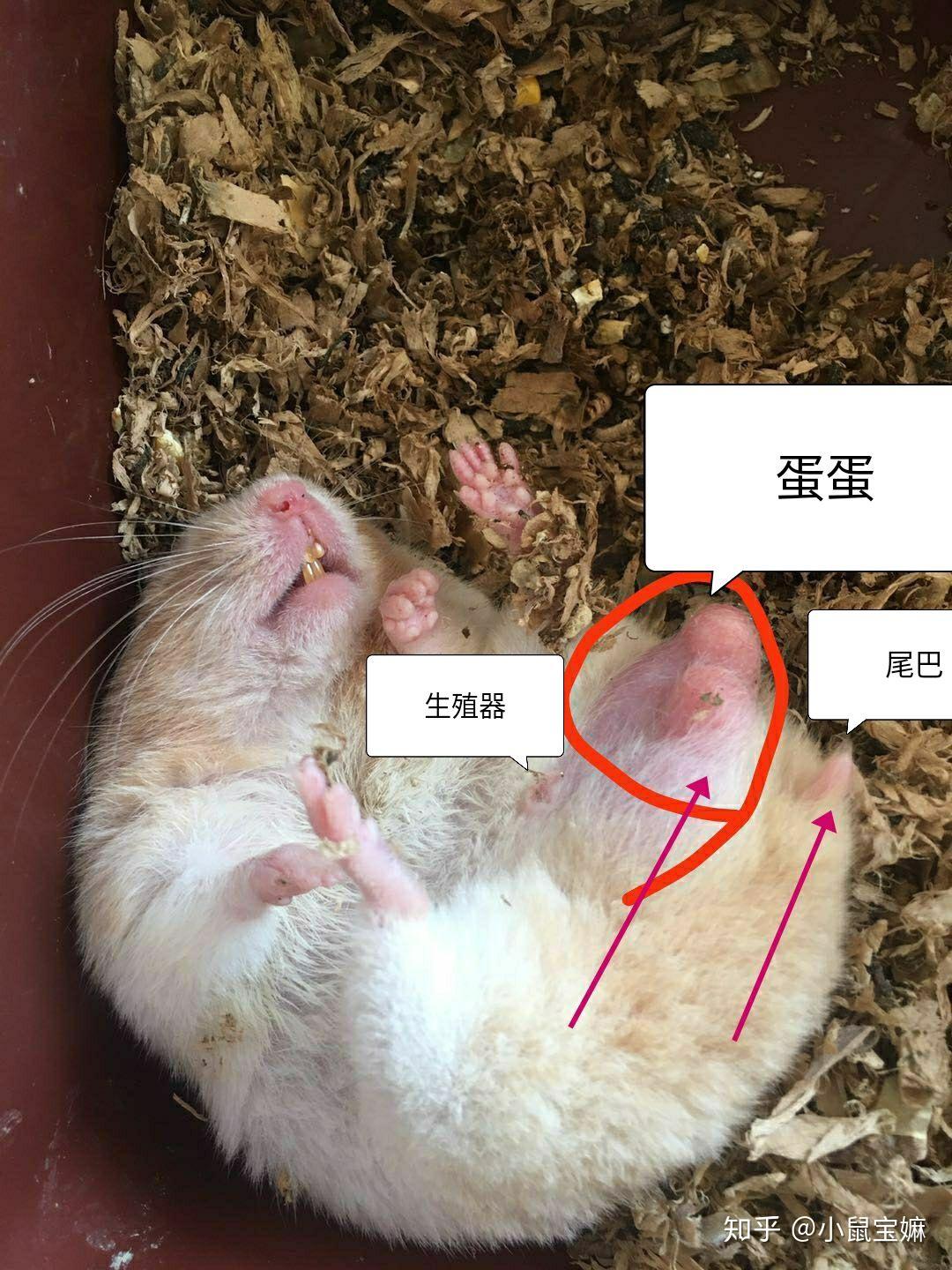这是仓鼠的什么部位