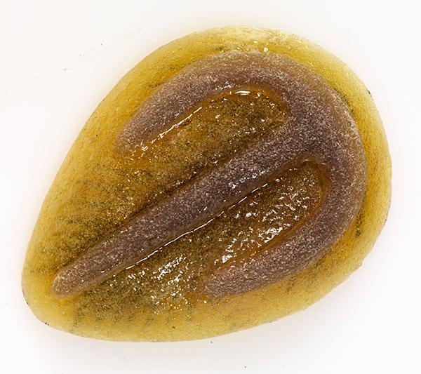 地球演义三叶兴亡录1源起