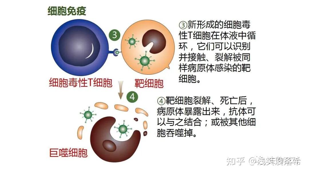 4.2特异性免疫-2【新教材选一优质课件】