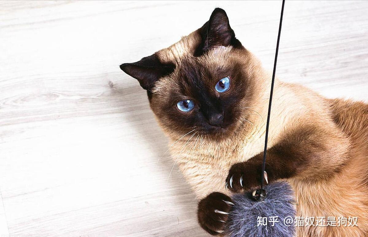 为什么暹罗猫越来越受欢迎?这几点,让人爱不释手