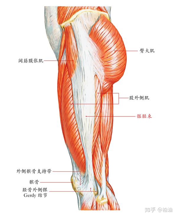 股中肌的位置图图片