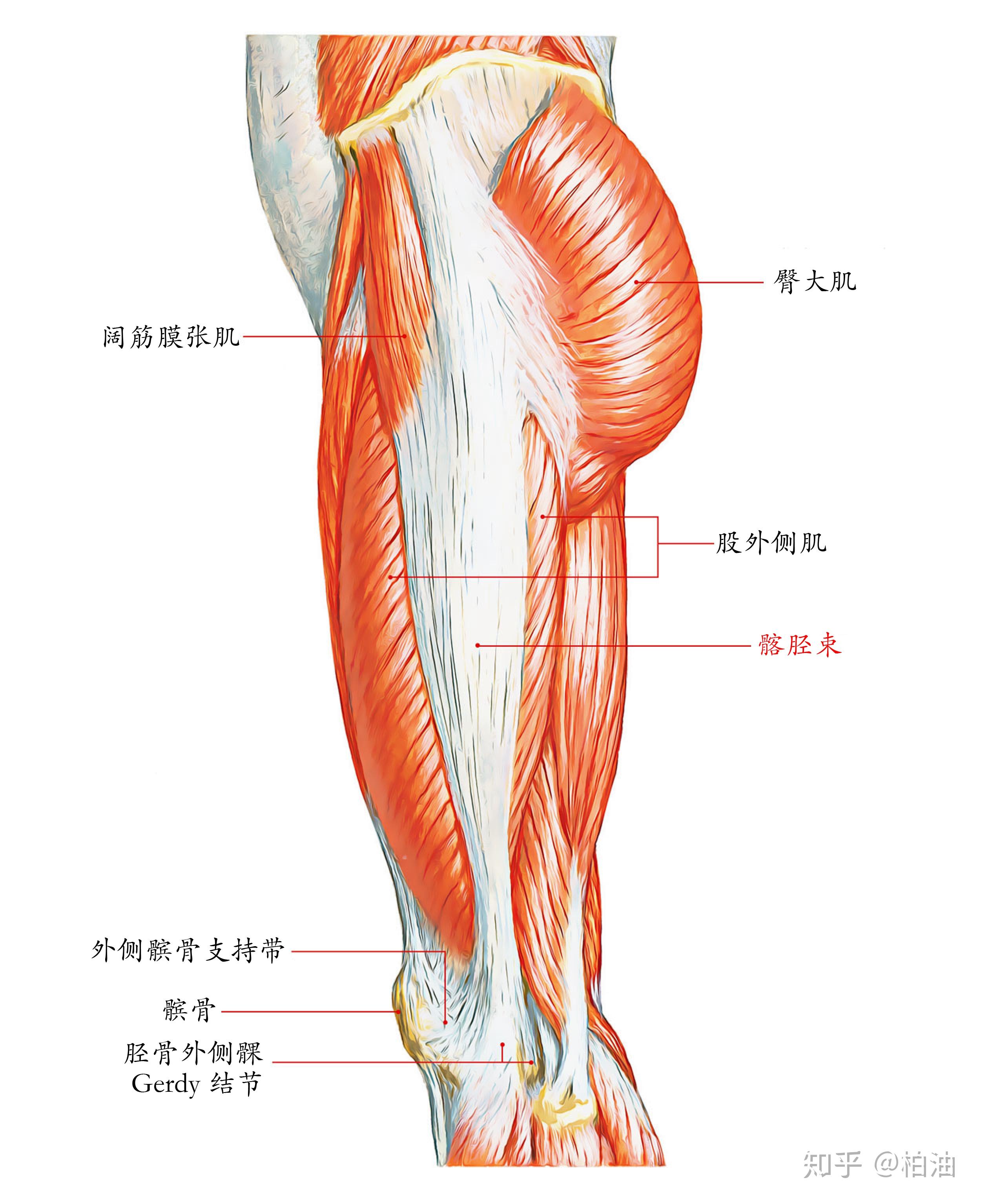 如果我说股外侧肌会代偿髋外展肌,参与骨盆的侧向稳定,你可能觉得奇怪
