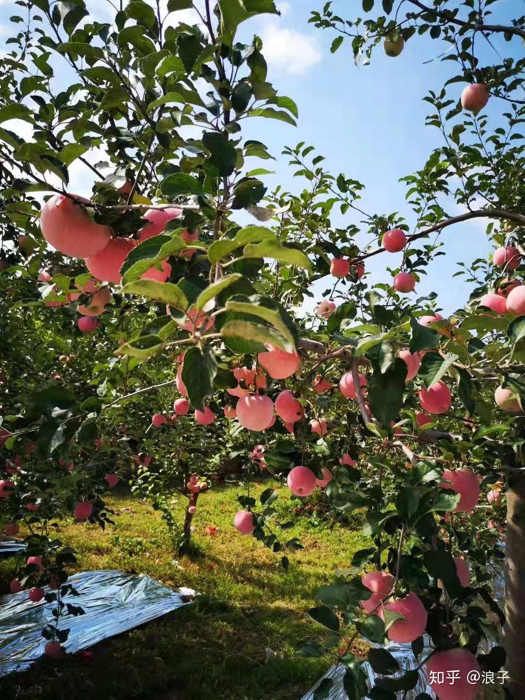 中国哪里的苹果最好吃?