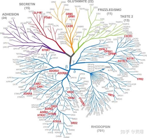G蛋白偶联受体(GPCR)的偏向配体:结构 - 功能选择性关系(SFSR)和治疗潜力 - 知乎