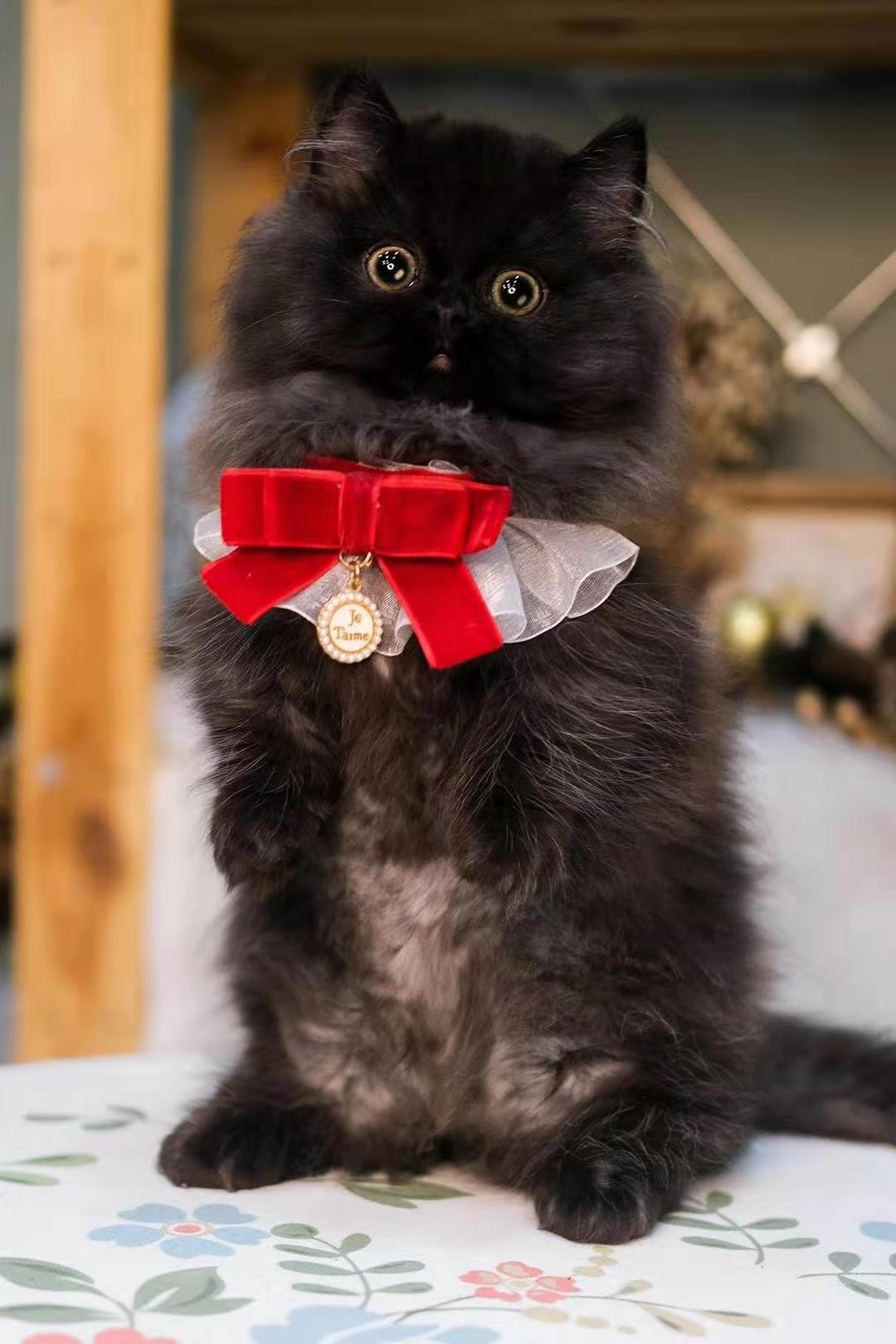 猫咪变奇怪 开始张口呼吸 宠医 可能患病了 知乎