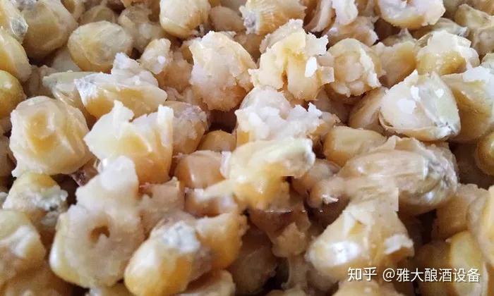 4,粮食蒸熟后尽量避免大翻花(裂口),大翻花虽有利于后面的糖化培菌,但