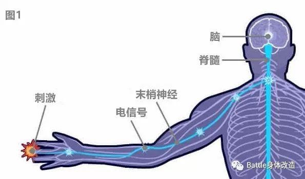 深蹲硬拉与运动性腰痛上
