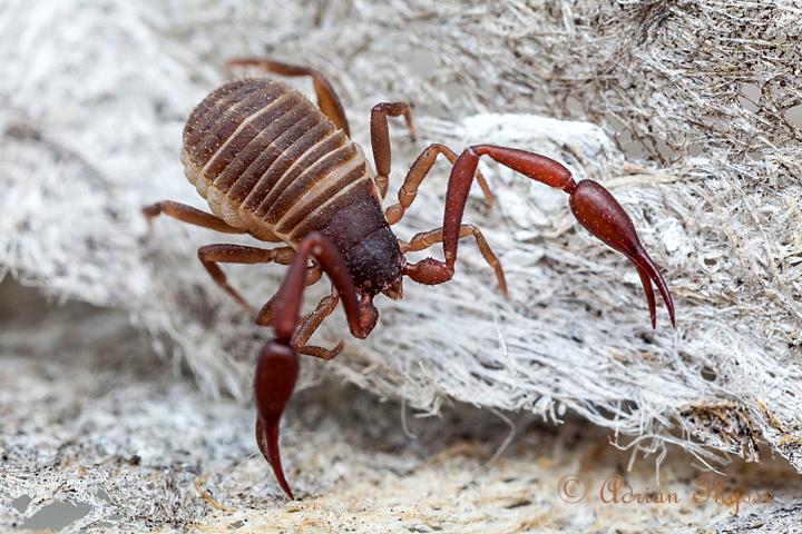 如果说uraraneida目像长尾巴的蜘蛛,那拟蝎目就是没有尾巴的蝎子.