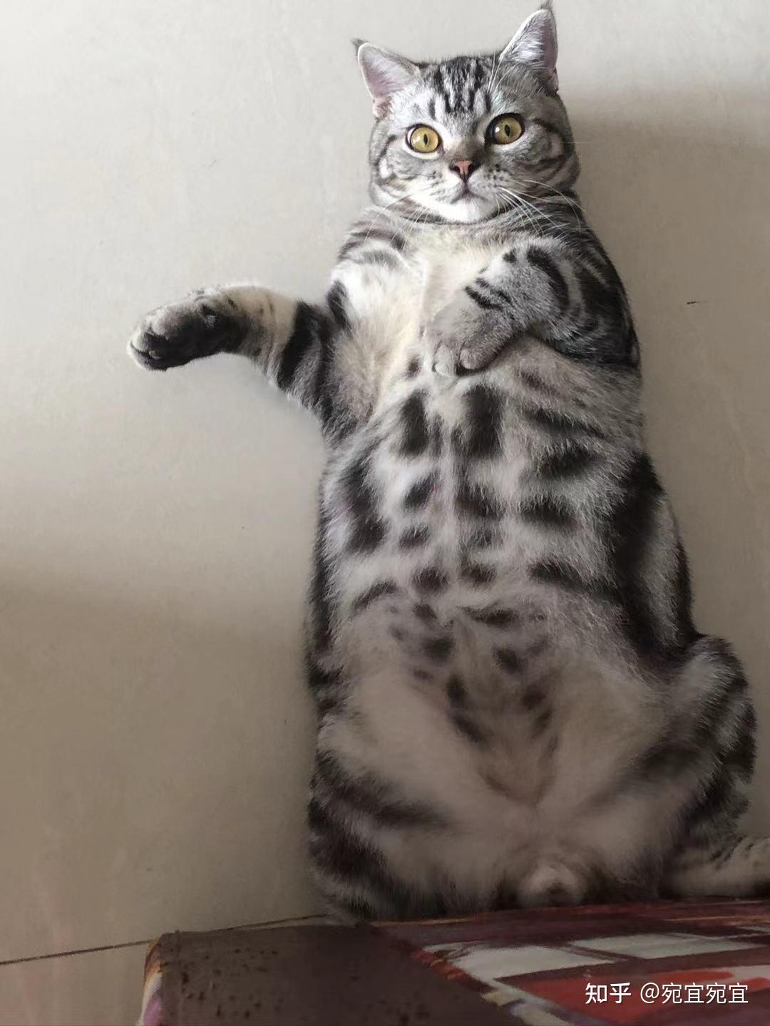 请问这只猫咪是美短还是土猫呀