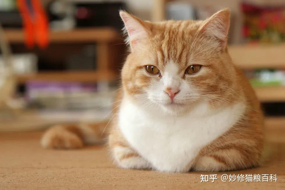 猫咪“揣手手”，是想告诉你这5件事，你知道吗？ - 知乎