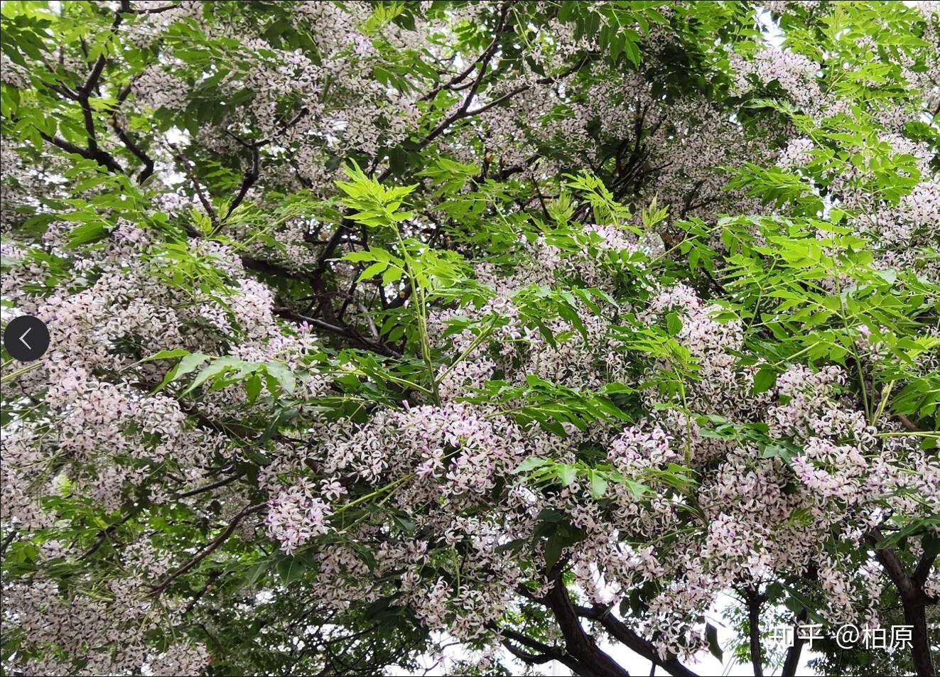 山海经枥木图片