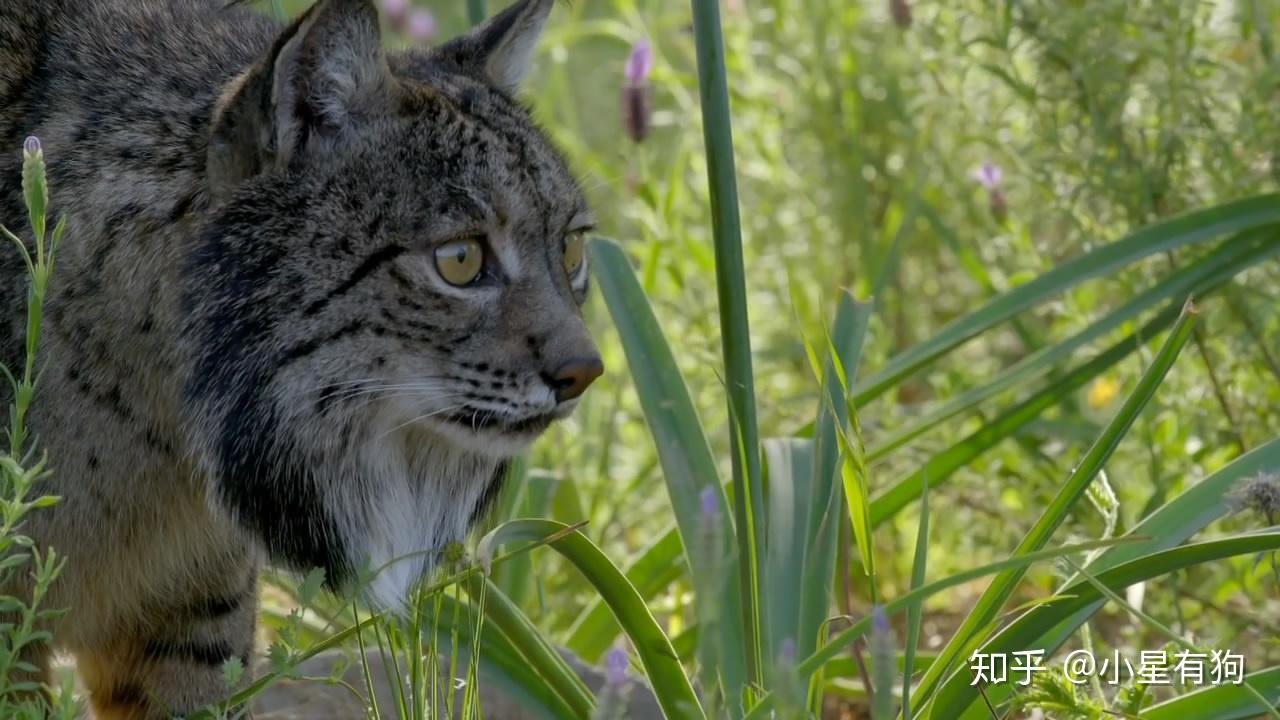猫科の完全指南②--猞猁谱系 - 知乎