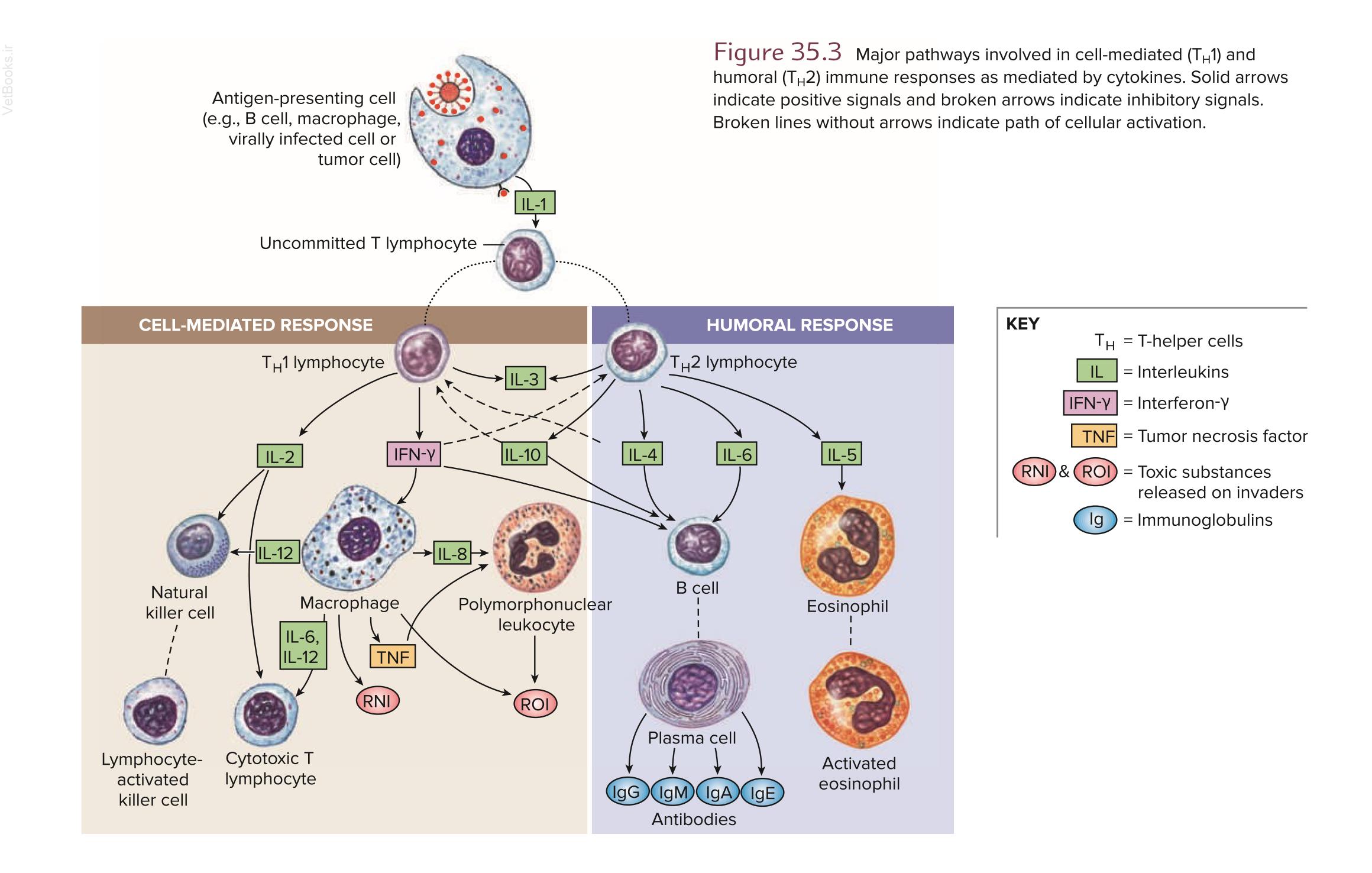 humoral immunity图片