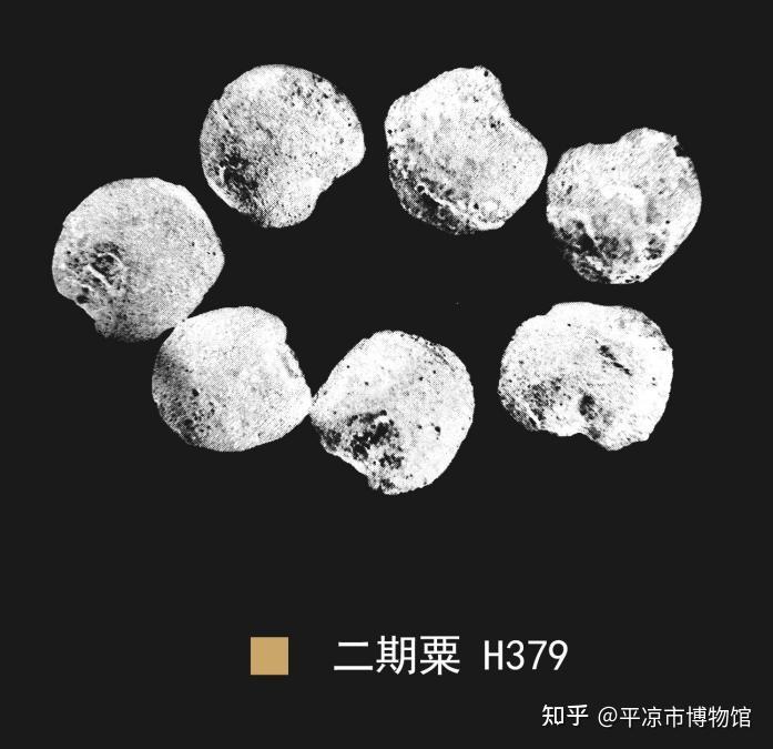 展览在线丨文明上源·大地曙光——大地湾遗址考古出土文物展(三):原始农业 - 知乎