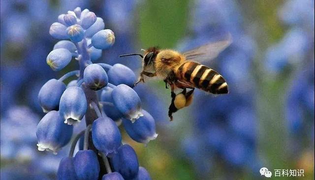给蜜蜂一个家 给人类一个未来 知乎