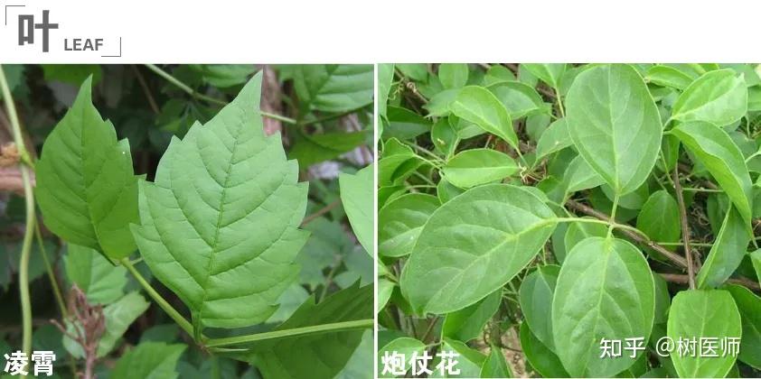 花叶玉簪有毒吗