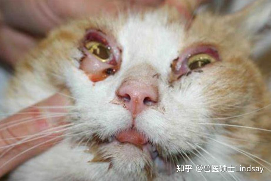 猫疱疹病毒感染(猫病毒性鼻气管炎,猫鼻支) 