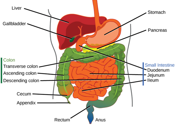 图说消化系统 Digestive System 脊椎动物 知乎