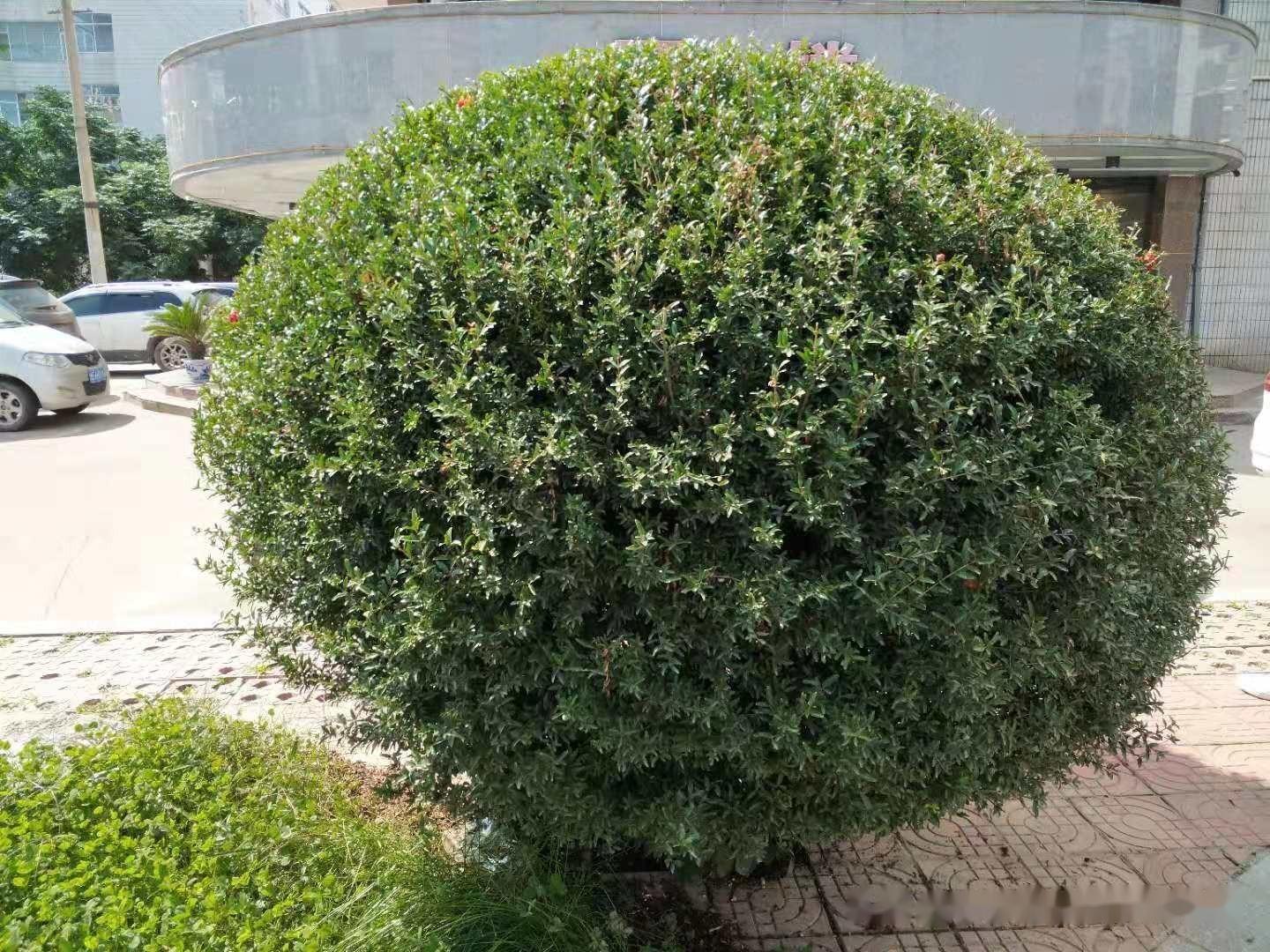 灌木移栽与养护技术方案 - 知乎