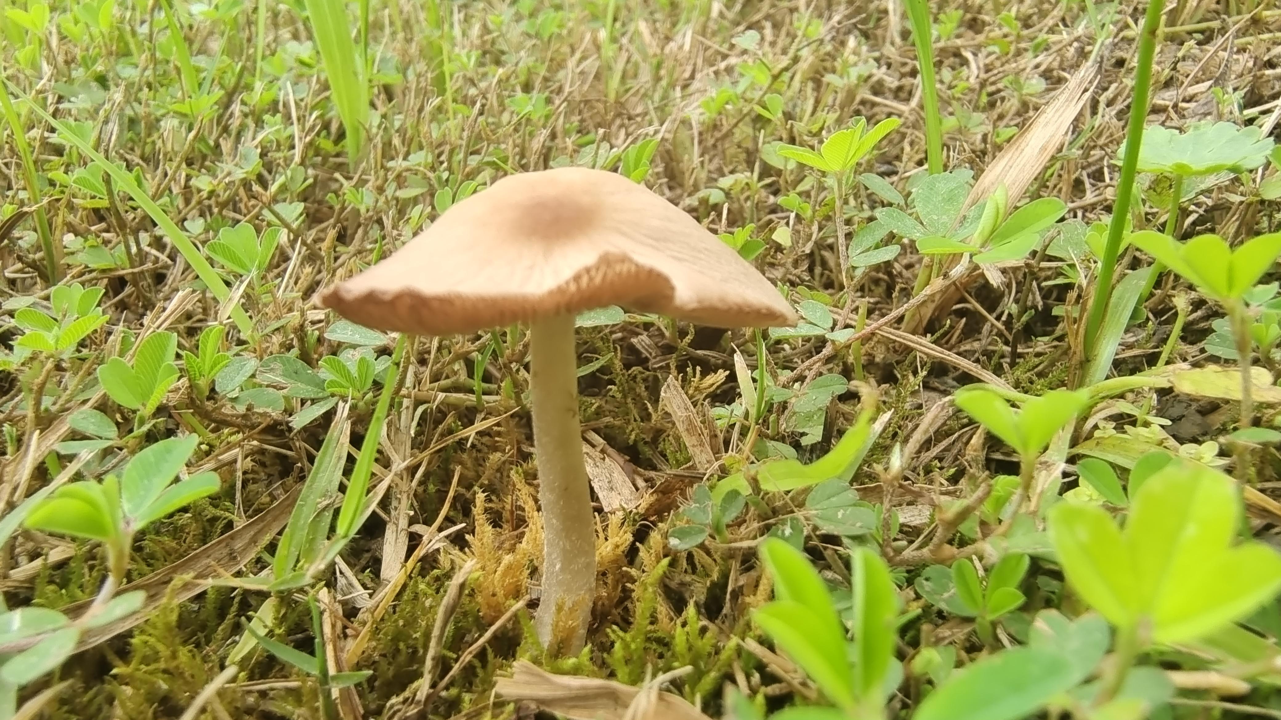 这是什么蘑菇门口树下看到的