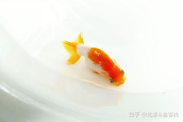 养日本兰寿金鱼的12条心得 新手必看 知乎