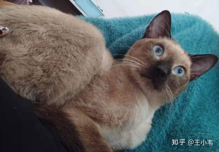怎么养猫咪不要应激 v2-99581f79b182816fe2eecc11b52b7831_r.jpg