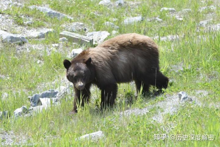 什么动物能打过熊 v2-9959c53ad5b188066ebd939b45b9ef6d_r.jpg