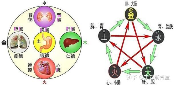 中医精华，身体五脏常用中药！（收藏） - 知乎