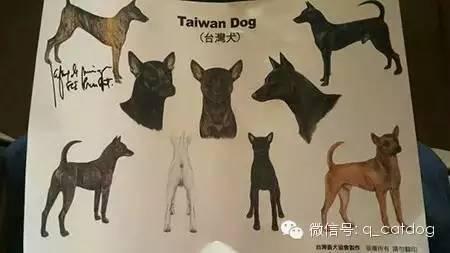 台湾土狗被认定为台湾犬 大陆土狗何时才能正名 知乎