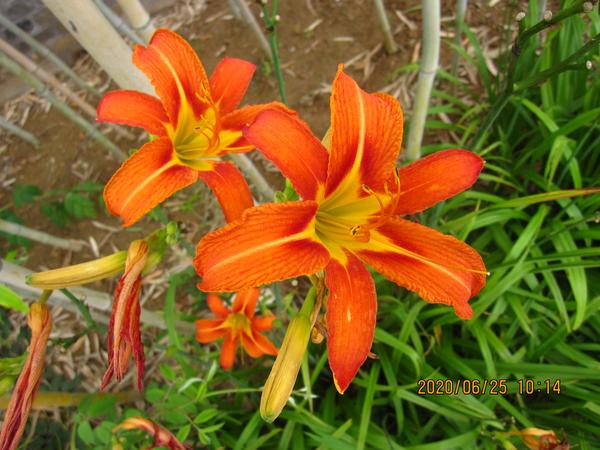 21年6月26日是什么日子 21年6月26日生肖运势 21年6月30日是什么日子